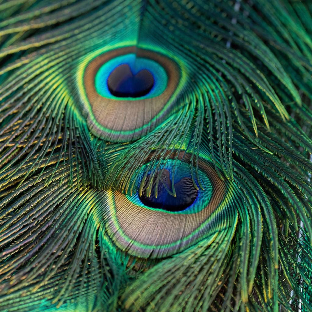 Closeup of peacock feathers, as molecules interact and absorb light the color can change