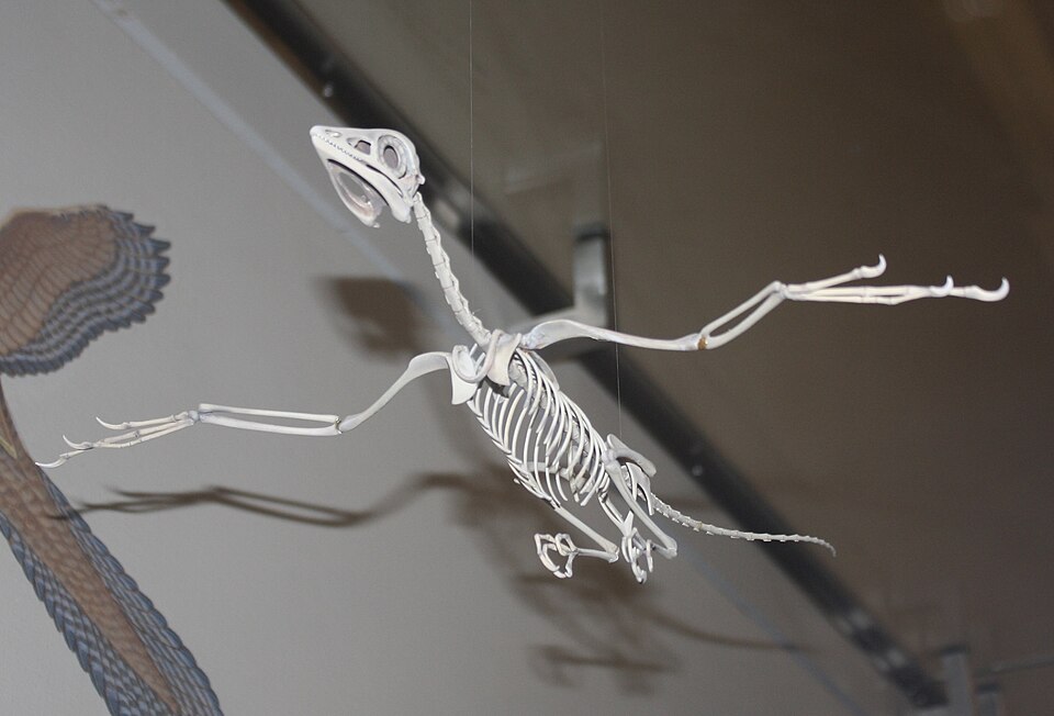 Skeletal reconstruction of Archaeopteryx in gliding posture, American Museum of Natural History